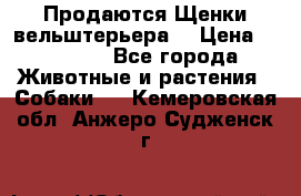 Продаются Щенки вельштерьера  › Цена ­ 27 000 - Все города Животные и растения » Собаки   . Кемеровская обл.,Анжеро-Судженск г.